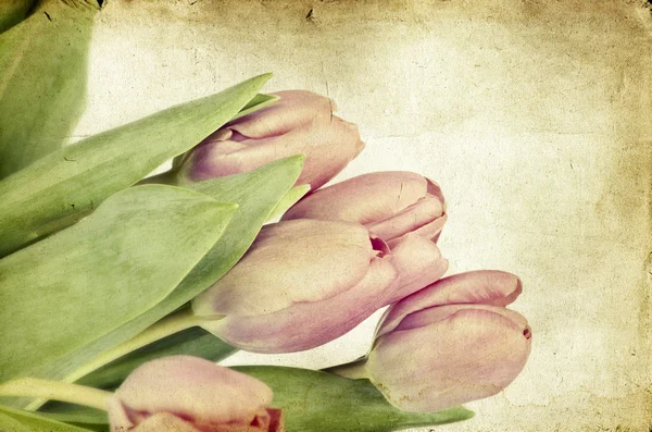 Vintage tulips — Stock Photo, Image