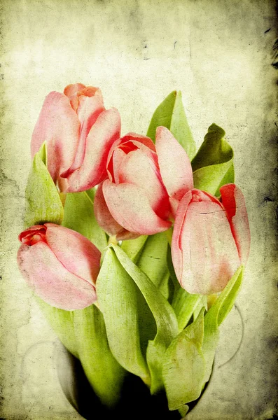 Tulipani vintage — Foto Stock