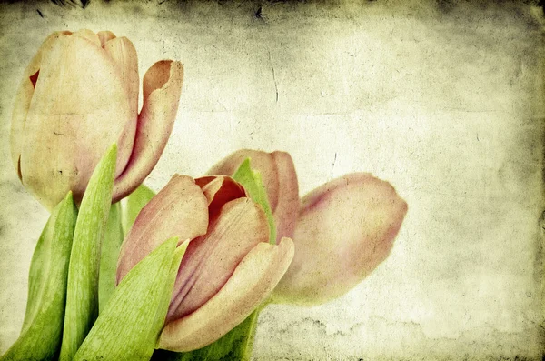 Vintage tulips — Stock Photo, Image