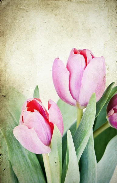 Tulipes anciennes — Photo