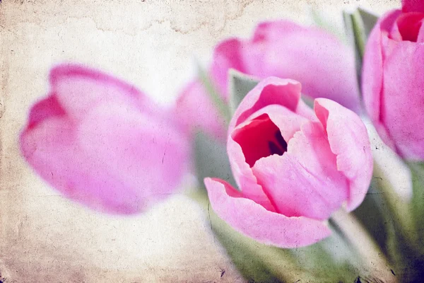 Vintage tulpen — Stockfoto