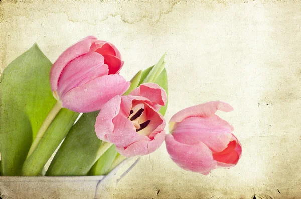 Vintage tulips — Stock Photo, Image
