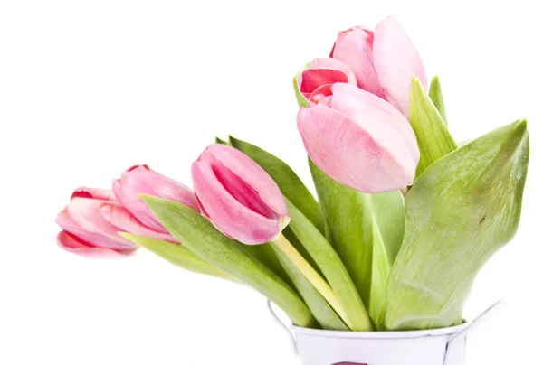 Pink tulips on white background Stock Image