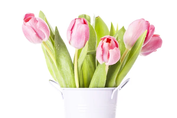 Pink tulips on white background Stock Photo