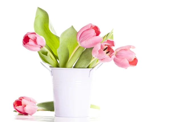 Pink tulips on white background Royalty Free Stock Photos