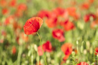 Mısır Tarlası Poppy Çiçekleri Baharda Papaver rhoeas
