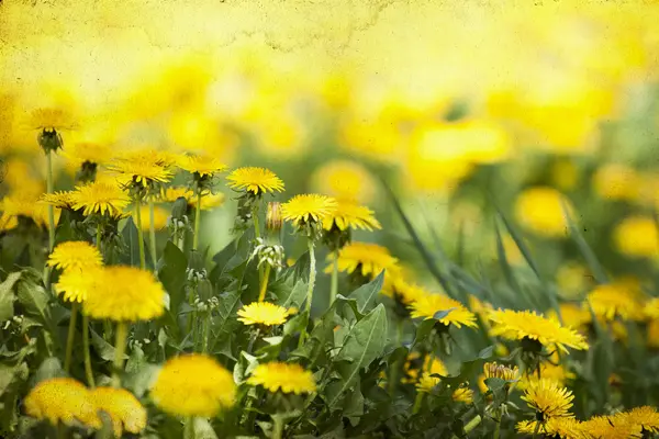 Campo amarillo — Foto de Stock