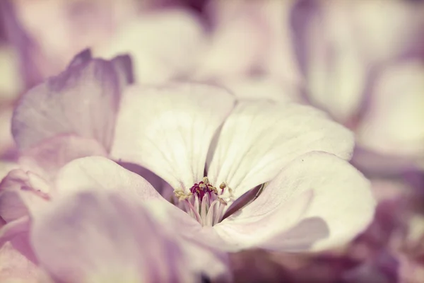 Rosebud. — Fotografia de Stock