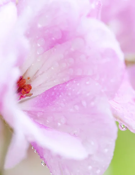 Bocciolo di rosa — Foto Stock