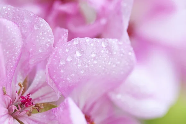 Bocciolo di rosa — Foto Stock