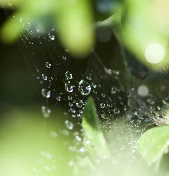 Gotas em uma teia de aranha — Fotografia de Stock