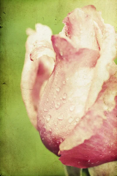 Rosebud. — Fotografia de Stock