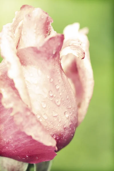 Bocciolo di rosa — Foto Stock