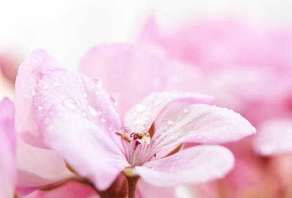 Pelargoner — Stockfoto