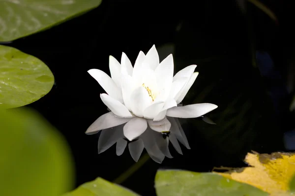 Белая водяная лилия, плавающая на волнистой воде — стоковое фото