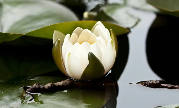 Белая водяная лилия, плавающая на волнистой воде — стоковое фото