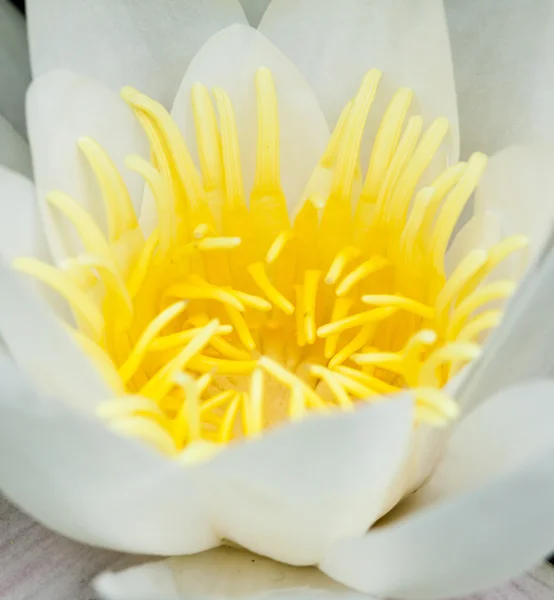 Witte waterlelie drijvend op een golvend water — Stockfoto