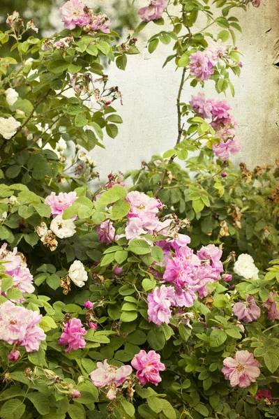 Detalhe de rosas arbusto — Fotografia de Stock