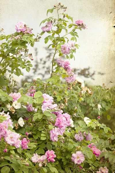 Λεπτομέρεια του θάμνου τριαντάφυλλα — Φωτογραφία Αρχείου