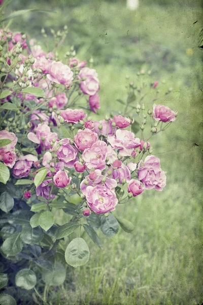 Detalhe de rosas arbusto — Fotografia de Stock