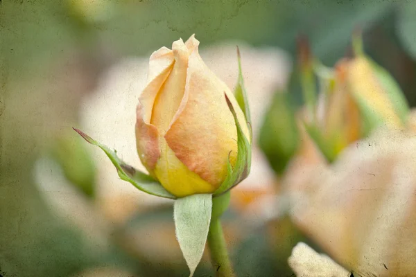 Detalhe Rosebud — Fotografia de Stock