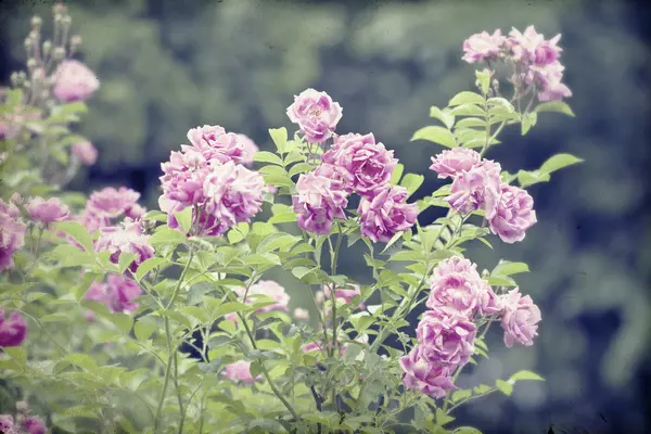 Detail of roses bush — Stock Photo, Image