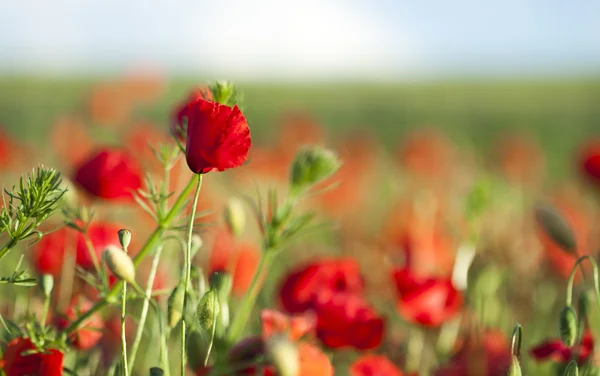 Champ de maïs Poppy Fleurs Papaver rhoeas au printemps — Photo