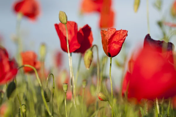 Veld van maïs papaver bloemen Papaver rhoeas in het voorjaar — Stockfoto