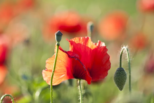 Mohnblumen Papaver rhoeas im Frühling — Stockfoto