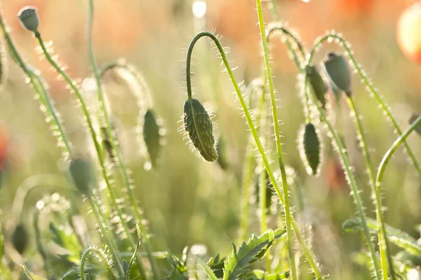 Mısır Tarlası Poppy Çiçekleri Baharda Papaver rhoeas — Stok fotoğraf