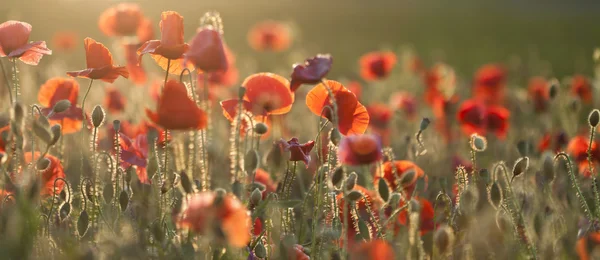 Poppy veld bij zonsopgang — Stockfoto