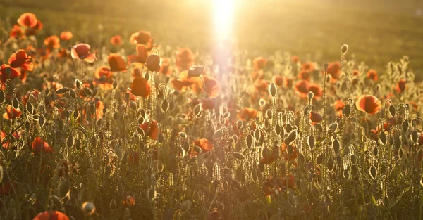 Campo de papoula ao nascer do sol — Fotografia de Stock