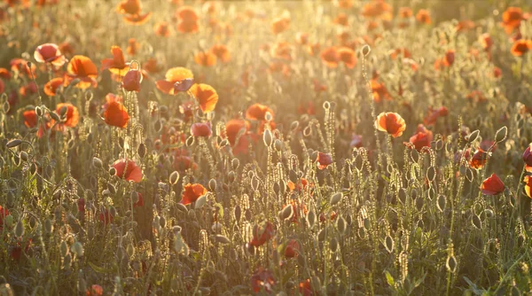 Poppy field at sunrise — Stock Photo, Image
