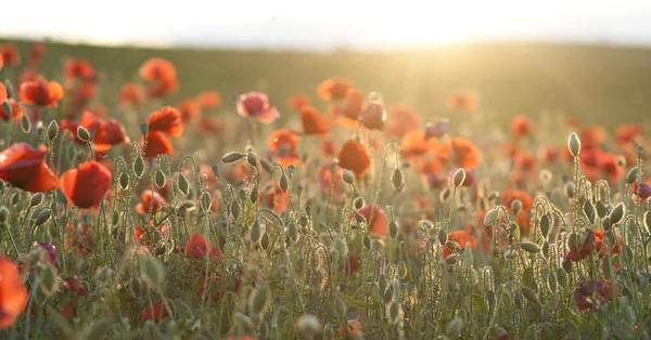 Poppy field at sunrise — Stock Photo, Image