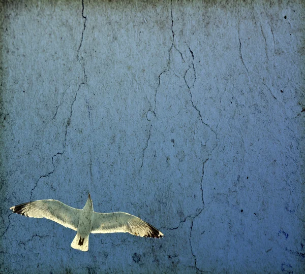 飞的海鸥的老式照片 — 图库照片