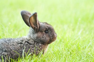 tavşan tavşan bebek