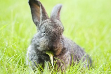 tavşan tavşan bebek