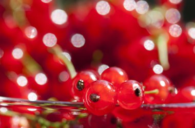 üzerinde kırmızı kuş üzümü yakın çekim