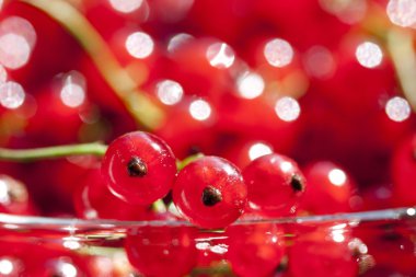 üzerinde kırmızı kuş üzümü yakın çekim