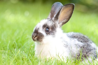 tavşan tavşan bebek