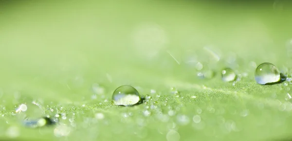 L'eau tombe sur une feuille verte avec du DOF peu profond — Photo