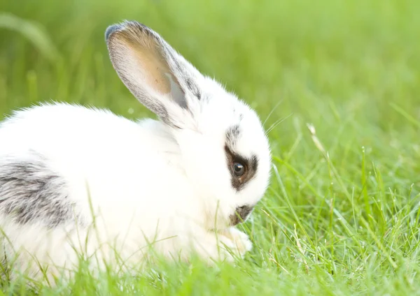 Děťátko bunny králík — Stock fotografie