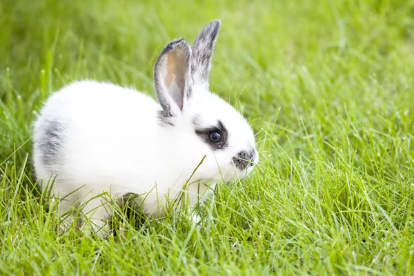 Děťátko bunny králík — Stock fotografie