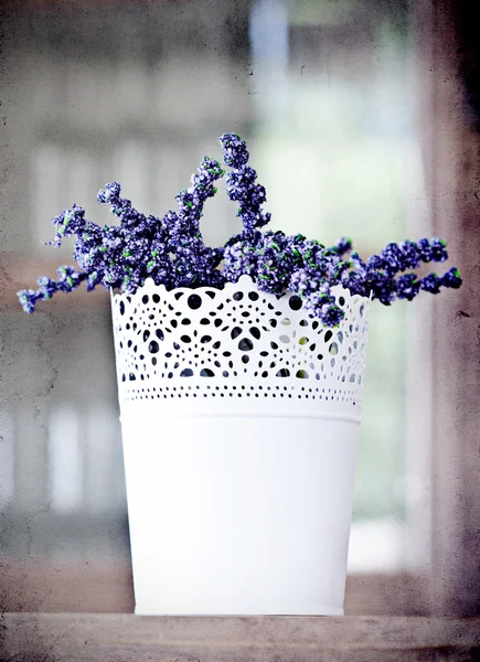 Lavanda — Foto Stock