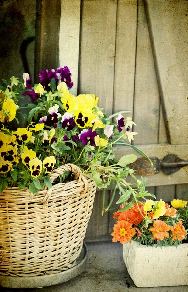 Beautiful violet pansies