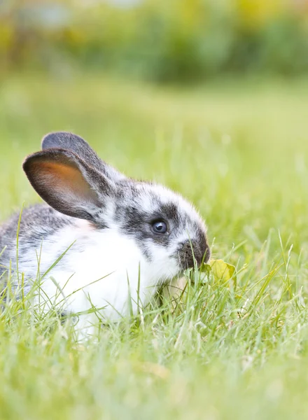 토끼 토끼 아기 — 스톡 사진