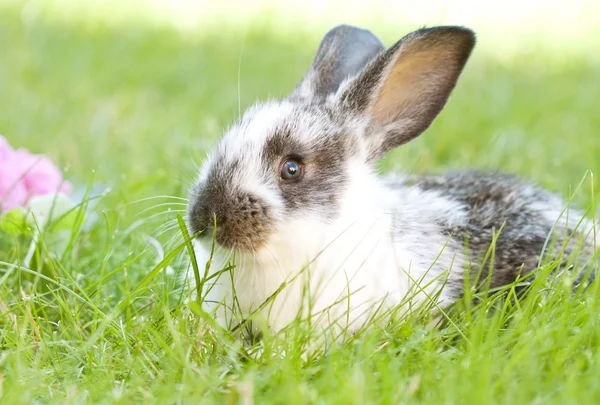 Conejo conejito bebé — Foto de Stock