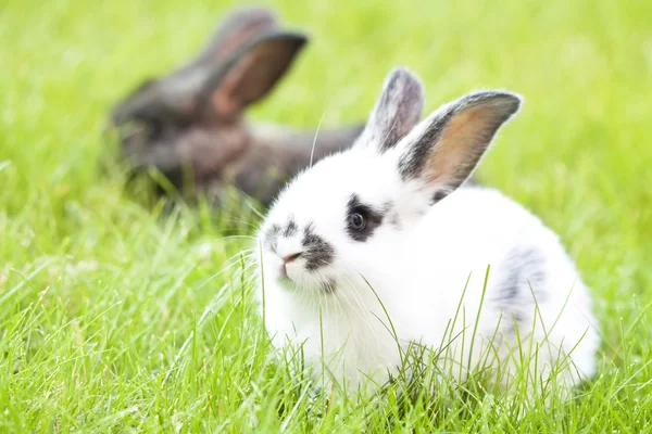 Rabbits — Stock Photo, Image