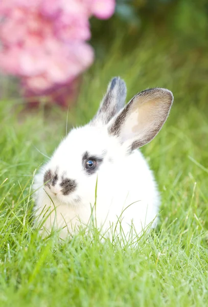 ウサギの赤ちゃんウサギ — ストック写真