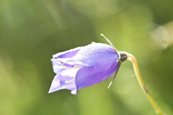 Flor roxa — Fotografia de Stock